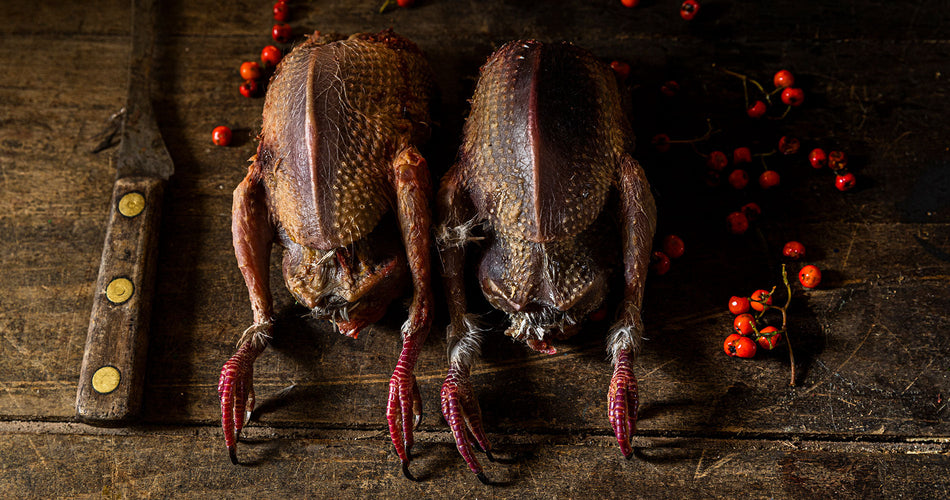 wild partridge