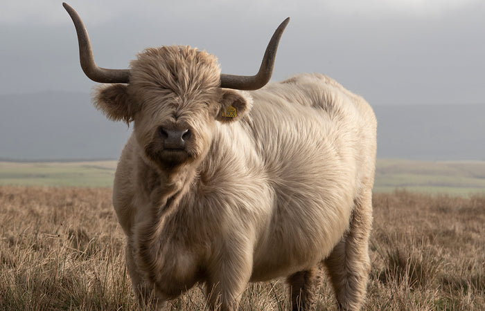Swaledale Butchers