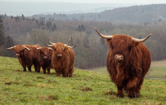Swaledale Butchers