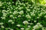 Pork & Wild Garlic Sausages