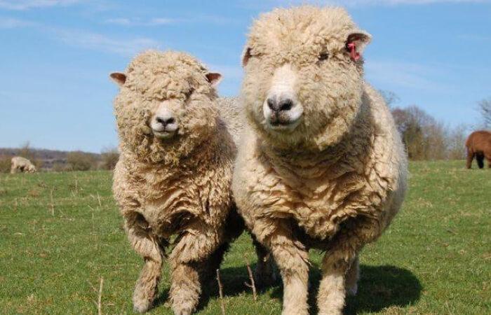 Swaledale Butchers
